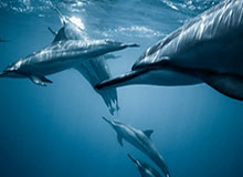 PG电子模拟器-NBA众人致敬绿军传奇！指环王：我失去了一位挚友